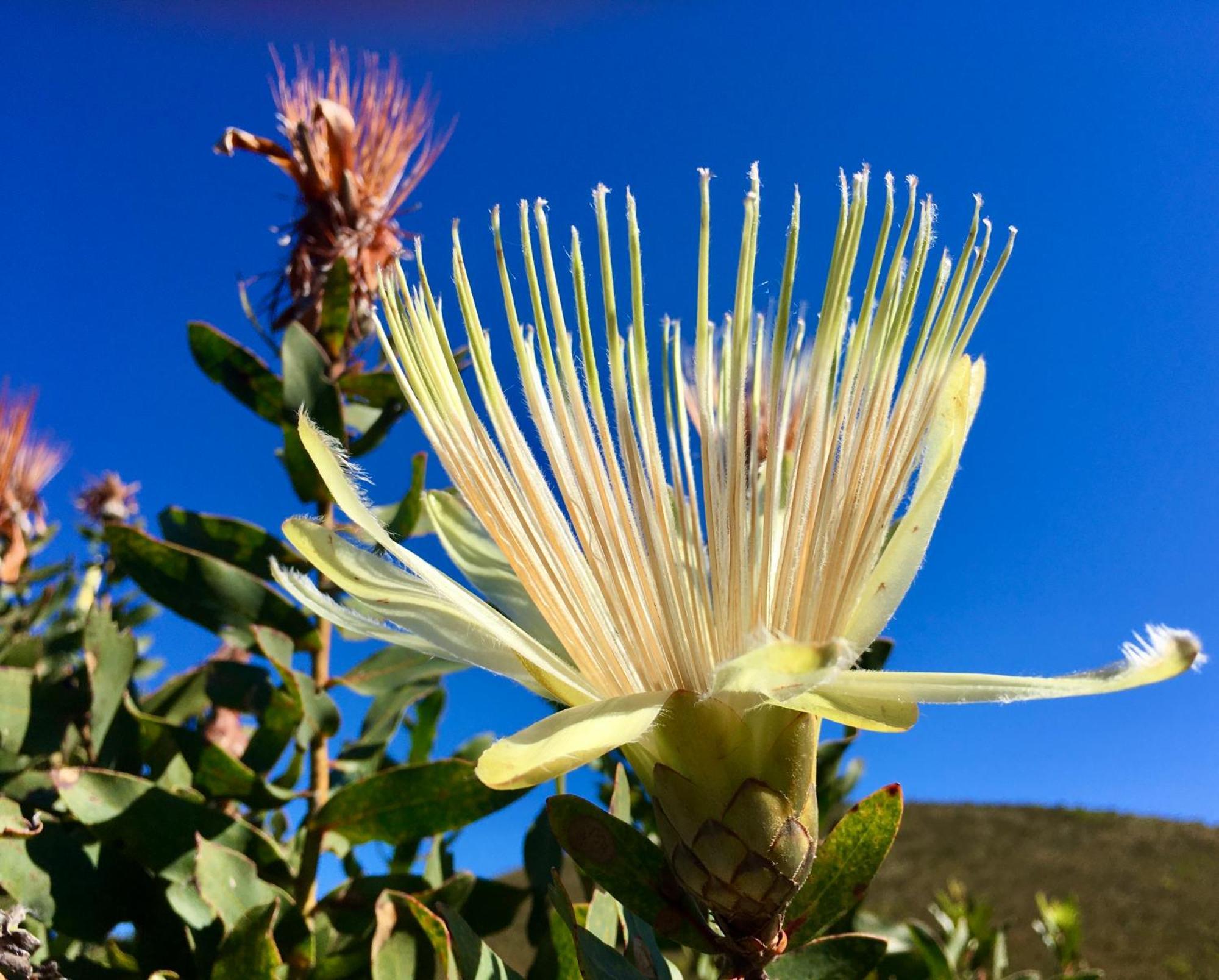 The View Swellendam B&B Exteriér fotografie